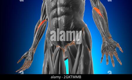 Testa omerale del pronatore teres Muscle Anatomy for Medical Concept 3D Illustration Foto Stock