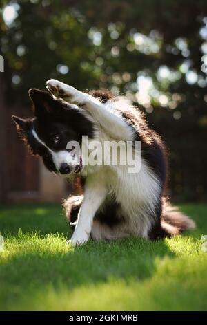 Divertente Ritratto di adorabile Collie di confine con Paw Up nel Giardino. Carino e intelligente cane bianco e nero formazione Trick fuori durante l'estate. Foto Stock