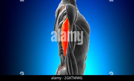 Testa laterale triceps brachii Muscle Anatomy for Medical Concept 3D Illustration Foto Stock