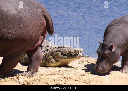 Madre ippopotamo si trova tra un coccodrillo e il suo giovane vitello. Foto Stock