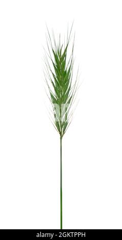 Sea Barley - Hordeum marinum Foto Stock