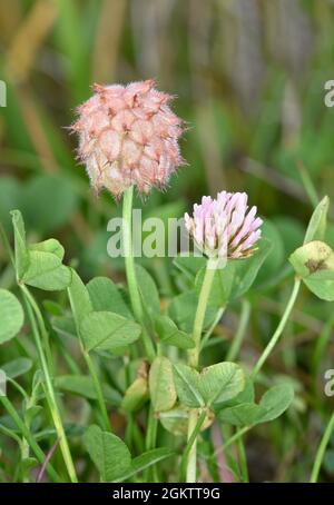 Trifoglio di fragole - Fraghiferum di Trifolium Foto Stock