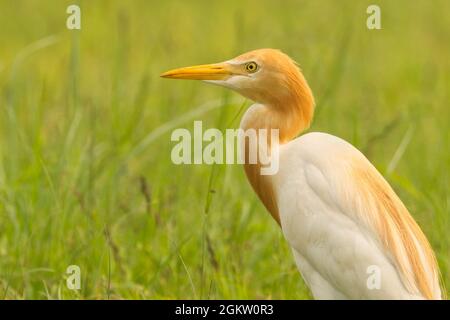 Airone guardabuoi (Bubulcus ibis) Foto Stock