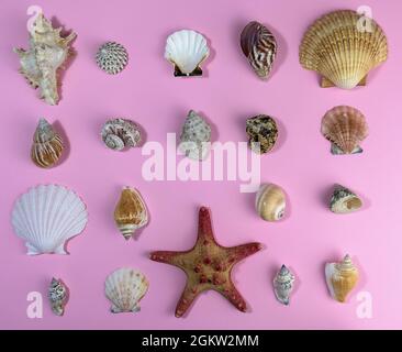 Sea ​​shells e stelle di varie forme disposte a file. Foto Stock