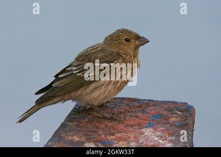 Rosefinch comune femminile (Carpodacus erythrinus) Foto Stock