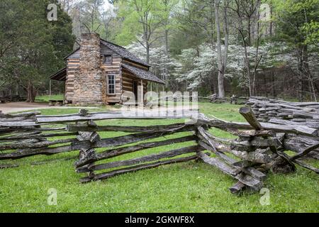 Cabina carter Shields con recinzione su rotaia divisa e alberi di legno di Dogwood fiorito in primavera a Cades Cove, Parco Nazionale delle Great Smoky Mountains, Tennessee. Foto Stock