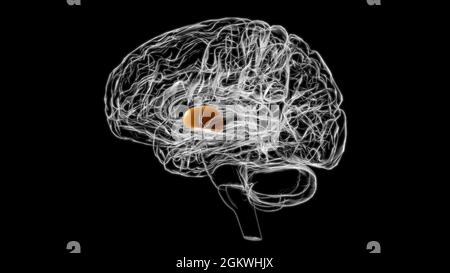 Brain globus pallidus Anatomia per Medical Concept 3D Illustrazione Foto Stock