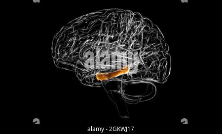 Anatomia del gyrus parahippocampale del cervello per l'illustrazione 3D del concetto medico Foto Stock