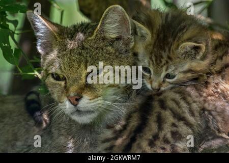 Gatto selvatico europeo / gatto selvatico (Felis silvestris silvestris) femmina con gattino che riposa in sottobosco nella foresta Foto Stock