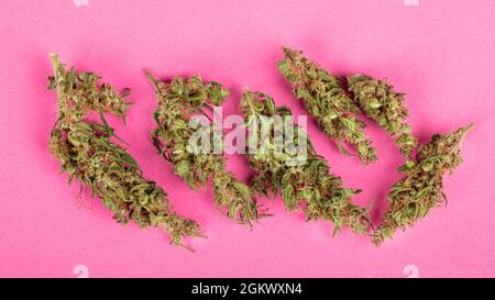 cono maturo e oleoso della pianta medicinale marijuana su sfondo rosa. Foto Stock