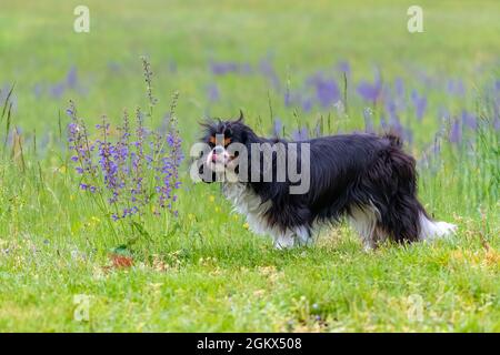 Un cane cavalier re Charles odore fiori di lavanda in un campo Foto Stock