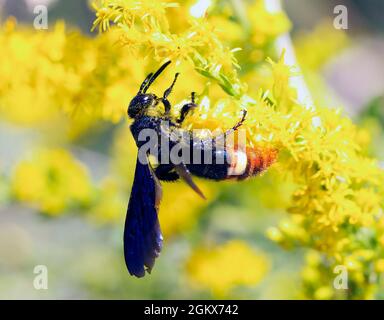 Wasp Scolia dubia dalle ali blu su giallo goldenrod in giornata di sole Foto Stock