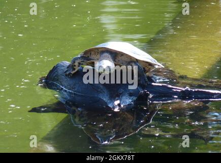 Tartaruga Softshell sul log in stagno Foto Stock