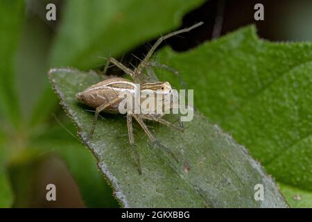 Striped Lynx Spider del genere Oxyopes Foto Stock