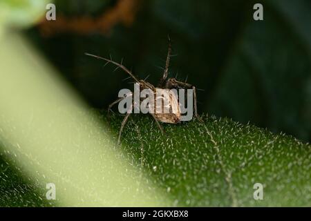 Striped Lynx Spider del genere Oxyopes Foto Stock