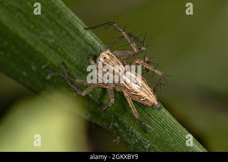 Striped Lynx Spider del genere Oxyopes Foto Stock