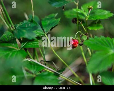 fragola selvaggia sul cespuglio, piccola, rossa e gustosa Foto Stock