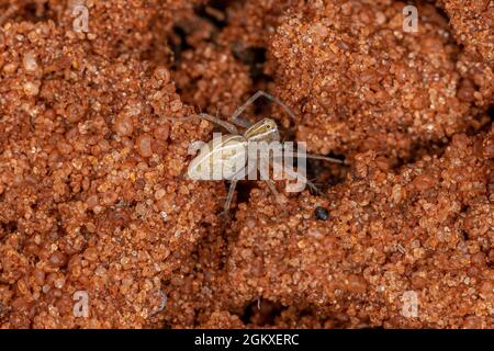 Striped Lynx Spider del genere Oxyopes Foto Stock