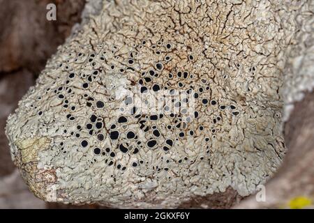 Comune Lichen struttura della famiglia Physciaceae Foto Stock