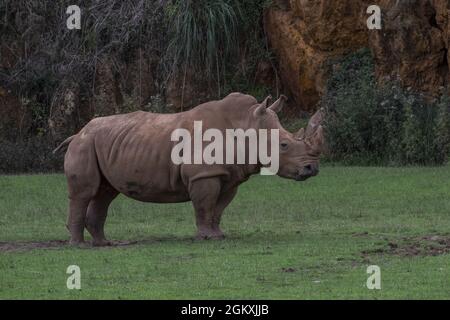 Rinoceronte nel Parco Naturale di Cabarceno, Spagna Foto Stock