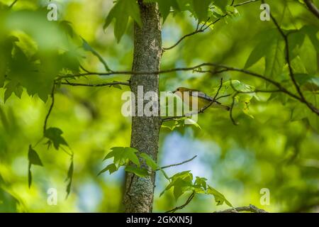 Un bel verruello protonotario giallo brillante arroccato in alto in un piccolo albero all'ombra in primavera Foto Stock