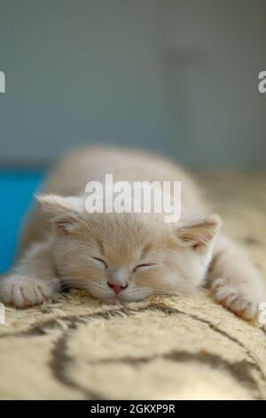 Primo piano di un piccolo gatto cremoso inglese Shortair dorme sul divano Foto Stock