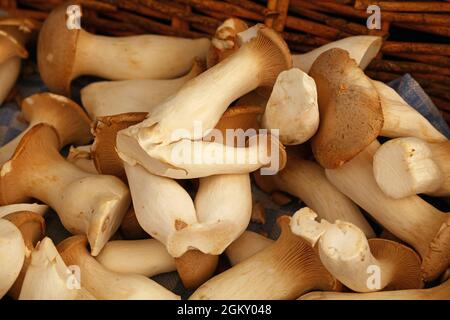 Close up re funghi Oyster (Pleurotus eryngii, noto anche come brown tromba o il corno francese di funghi) in vimini cesto in legno nei punti di vendita al dettaglio, display Hi Foto Stock