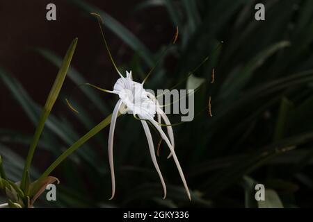 Il fiore esotico del giglio del ragno è bianco e delicato. Foto Stock