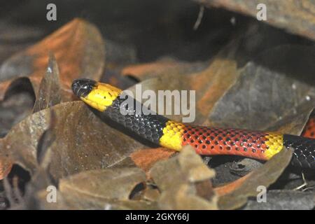 Costa Rica Serpente corallo (Micrurus mosquitensis), Costa Rica Foto Stock