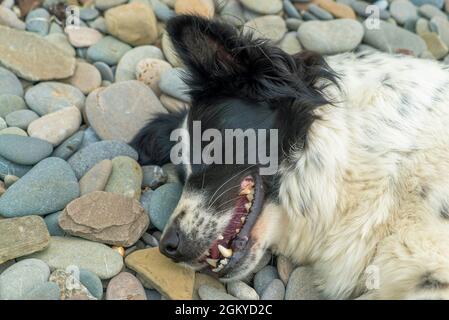 Ritratto di un cane sdraiato su un ciottolo di mare con un sorriso e occhi chiusi Foto Stock