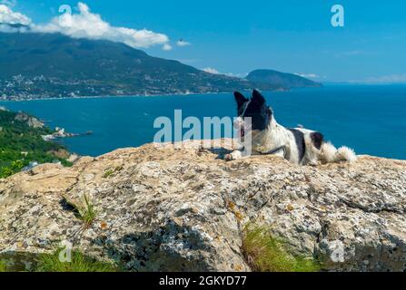 Il cane è sdraiato sorridendo su una grande pietra sullo sfondo del mare Foto Stock