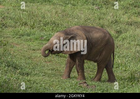 Carino elefante bambino nel Parco Naturale di Cabarceno, Spagna Foto Stock