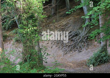 Rosemarkie & Fortrose Fata Glen Forest / cascata. Foto Stock