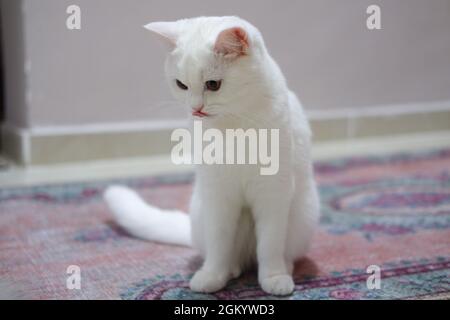 Cat britannico bianco a capelli corti Foto Stock