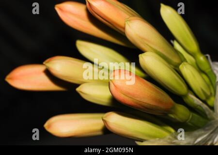 Bush Lily fiore Bud Cluster (Clivia miniata) Foto Stock