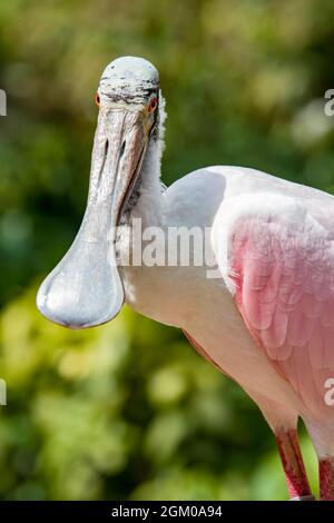 La spatola per rosato è un gregoso uccello guado della famiglia ibis e Spoonbill. È un allevatore residente in Sud America. Foto Stock