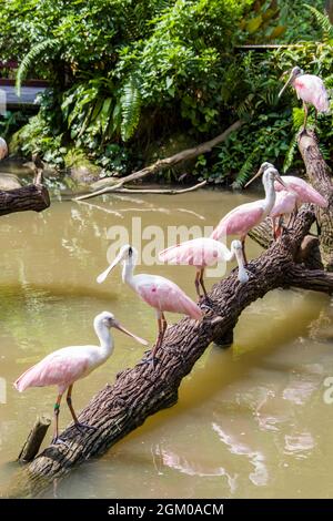 La spatola per rosato è un gregoso uccello guado della famiglia ibis e Spoonbill. È un allevatore residente in Sud America. Foto Stock