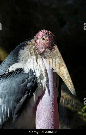 L'immagine closeup di marabou cicogna (Leptoptilos crumenifer). Un grosso uccello da guado della famiglia delle cicogne Ciconiidae. Viene allevata in Africa Foto Stock