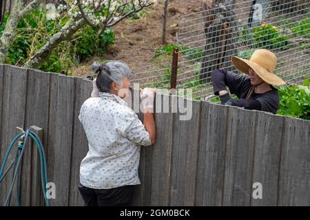 Due donne vicini che chiacchierano sopra la loro recinzione adiacente del giardino Foto Stock