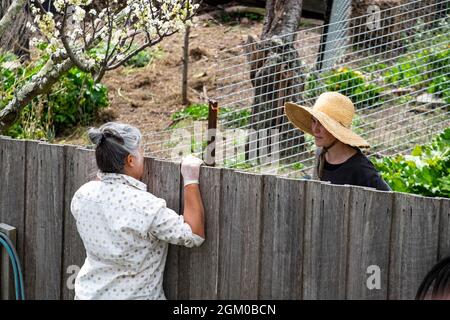 Due donne vicini che chiacchierano sopra la loro recinzione adiacente del giardino Foto Stock