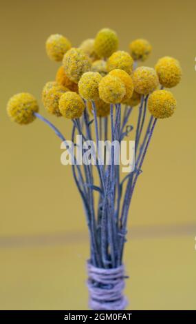 Fiori gialli di Craspedia Globosa (Pycnosorus globosa) essiccati, noti anche come bottoni Billy o Woollyheads. Primo piano. Dettaglio. Foto Stock