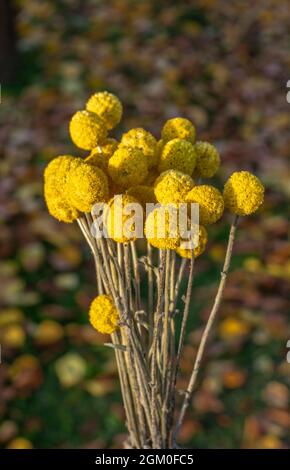 Fiori gialli di Craspedia Globosa (Pycnosorus globosa) essiccati, noti anche come bottoni Billy o Woollyheads. Primo piano. Dettaglio. Foto Stock