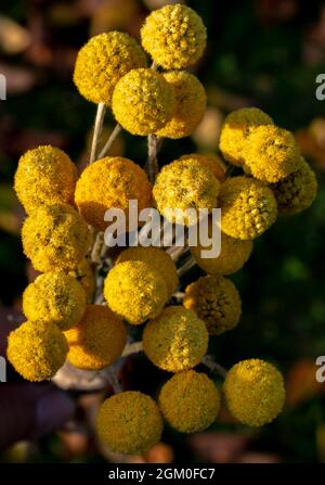 Fiori gialli di Craspedia Globosa (Pycnosorus globosa) essiccati, noti anche come bottoni Billy o Woollyheads. Primo piano. Dettaglio. Foto Stock