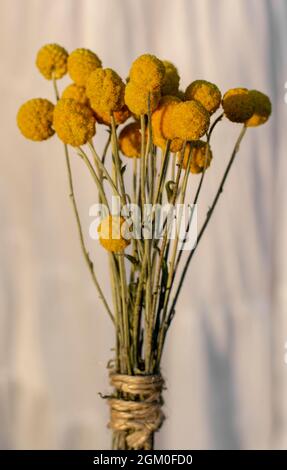 Fiori gialli di Craspedia Globosa (Pycnosorus globosa) essiccati, noti anche come bottoni Billy o Woollyheads. Primo piano. Dettaglio. Foto Stock