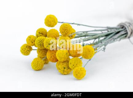 Fiori gialli di Craspedia Globosa (Pycnosorus globosa) essiccati, noti anche come bottoni Billy o Woollyheads. Primo piano. Dettaglio. Foto Stock