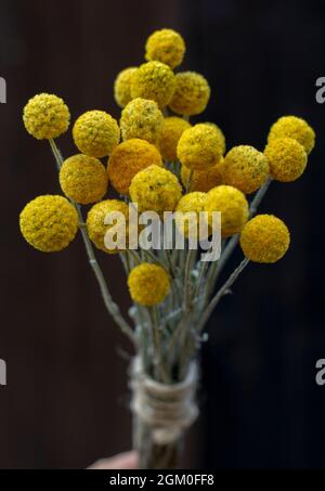 Fiori gialli di Craspedia Globosa (Pycnosorus globosa) essiccati, noti anche come bottoni Billy o Woollyheads. Primo piano. Dettaglio. Foto Stock