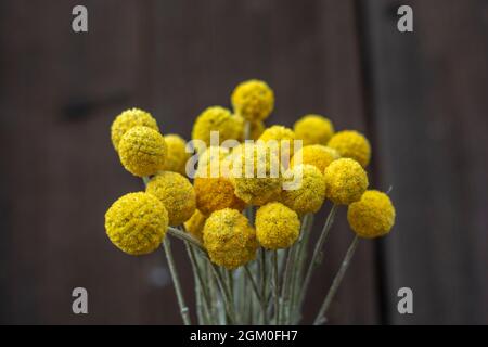 Fiori gialli di Craspedia Globosa (Pycnosorus globosa) essiccati, noti anche come bottoni Billy o Woollyheads. Primo piano. Dettaglio. Foto Stock