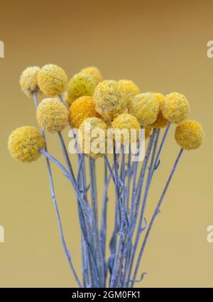 Fiori gialli di Craspedia Globosa (Pycnosorus globosa) essiccati, noti anche come bottoni Billy o Woollyheads. Primo piano. Dettaglio. Foto Stock