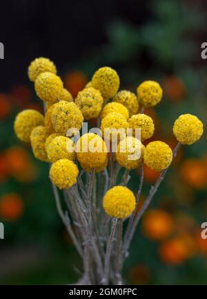 Fiori gialli di Craspedia Globosa (Pycnosorus globosa) essiccati, noti anche come bottoni Billy o Woollyheads. Primo piano. Dettaglio. Foto Stock