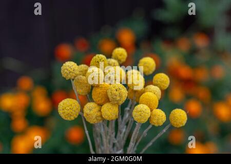 Fiori gialli di Craspedia Globosa (Pycnosorus globosa) essiccati, noti anche come bottoni Billy o Woollyheads. Primo piano. Dettaglio. Foto Stock